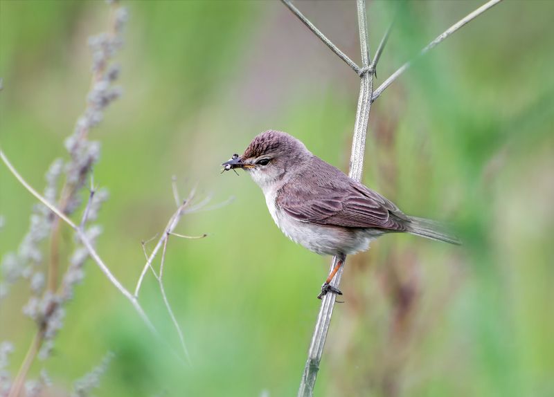 птица, северная бормотушка, северная бормотушка фото превью