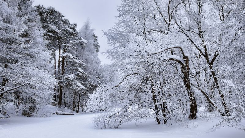 Замерзшие деревья на замерзшем озере фото превью