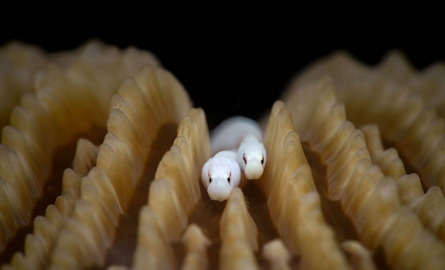 , Савин Андрей