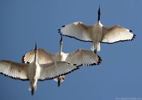 African Sacred Ibis 