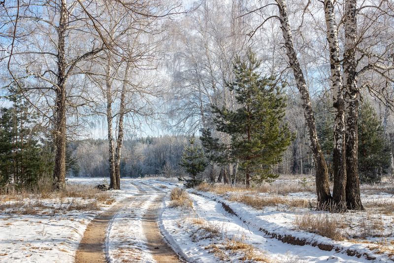 лес, деревья, зима, иней, природа  фото превью