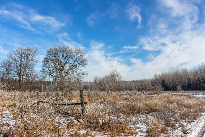 лес, зима, иней, деревья  фото превью