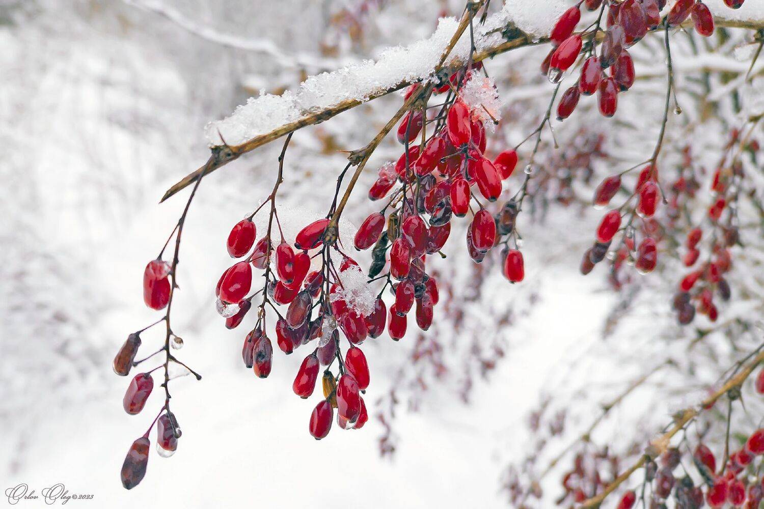 , Орлов Олег