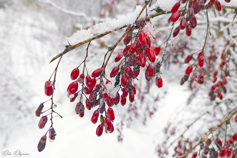 Рубиновые капли... фото превью