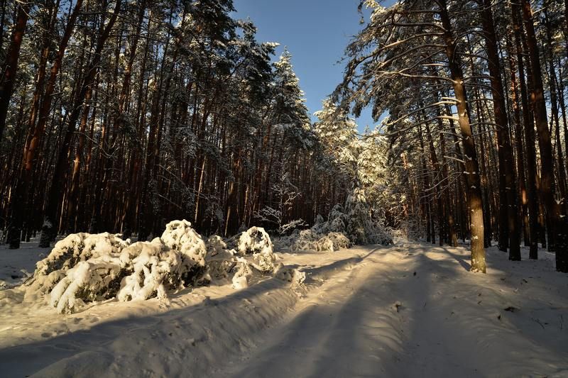 Рождественский лес 2... фото превью