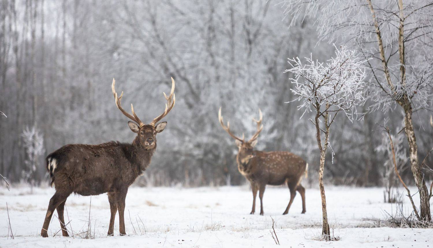 , Веревченко Михаил
