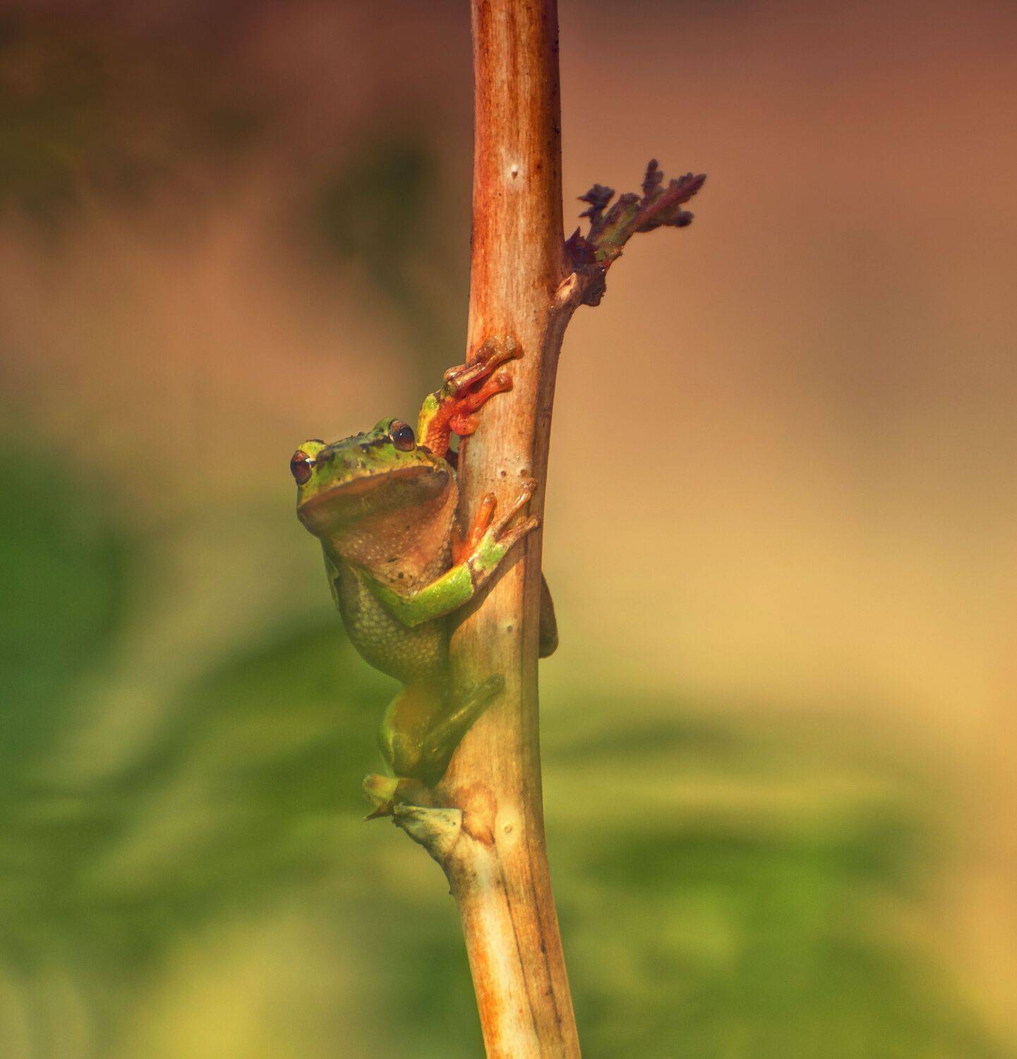 , Герчев Николай