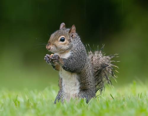Gray squirrel - Каролинская белка
