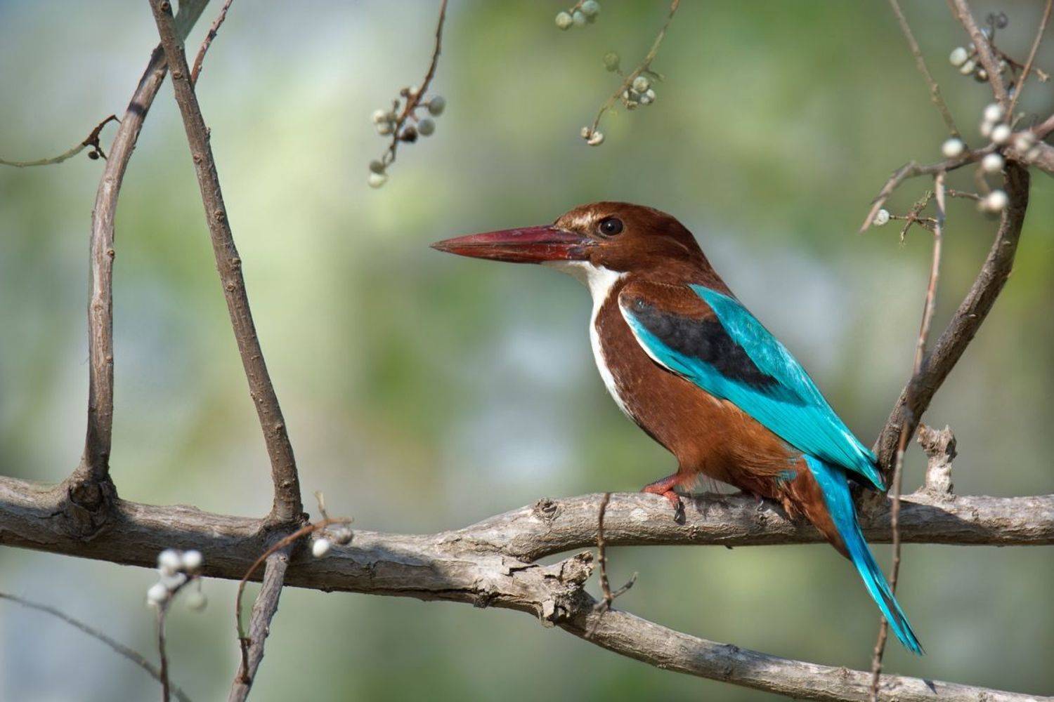 , Людмила Бекман