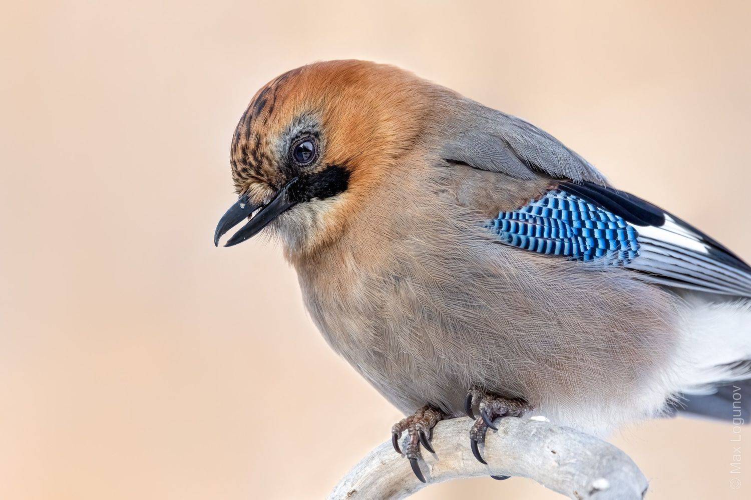 , Логунов Максим