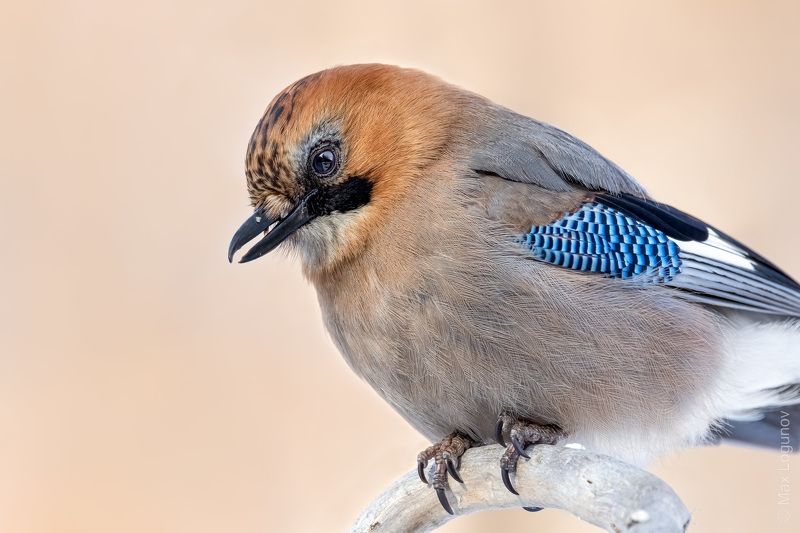 Портрет сойки фото превью