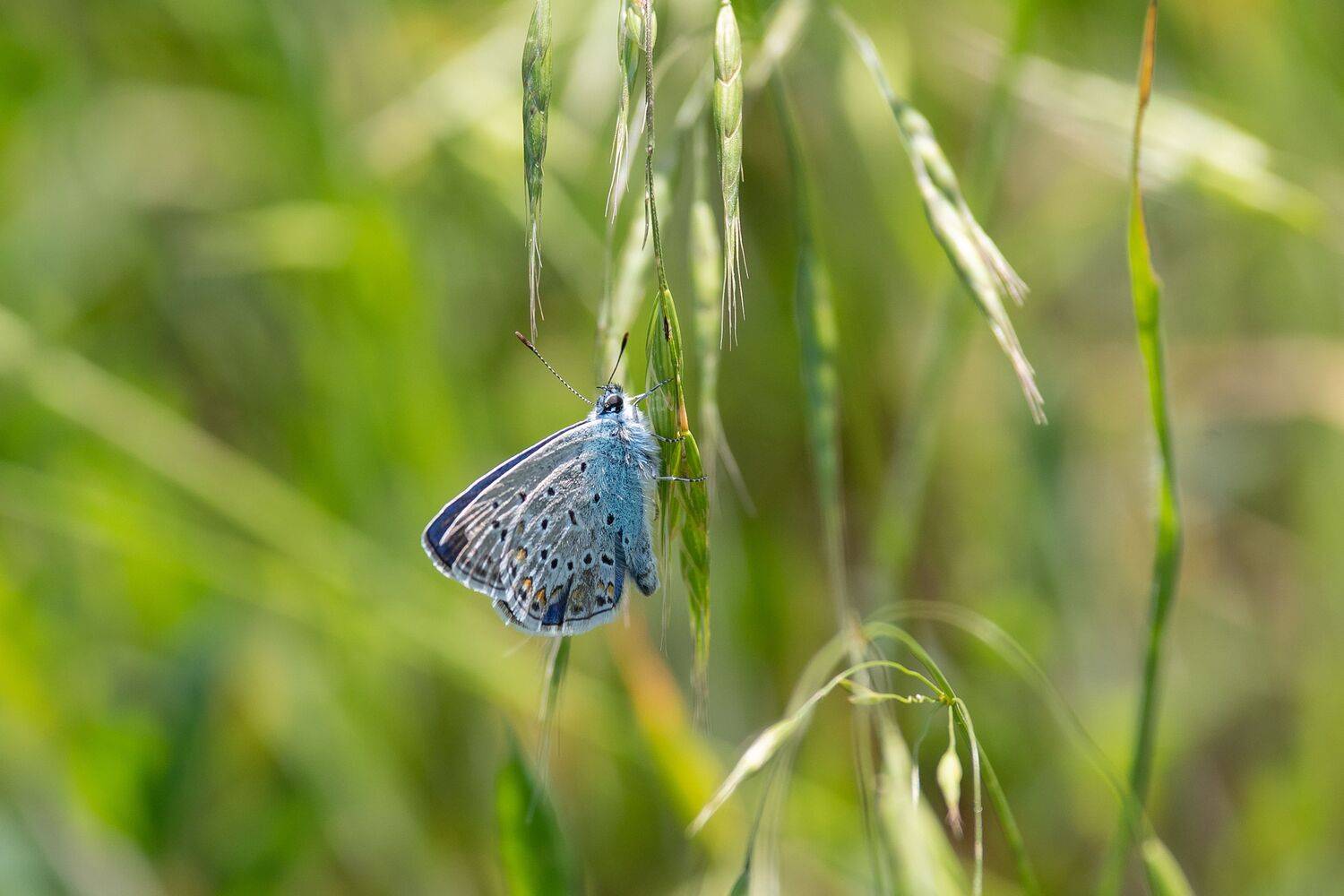 Lampides boeticus, volgograd, russia, wildlife, , Сторчилов Павел