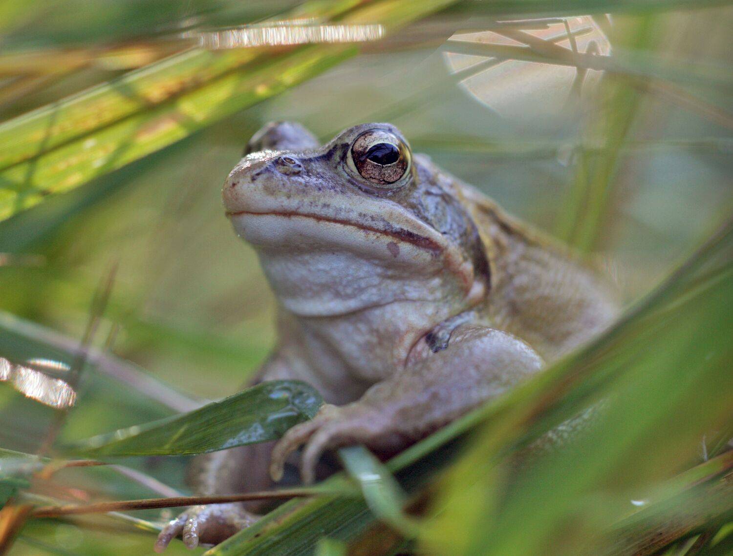 жаба , лето , Александр Свистков