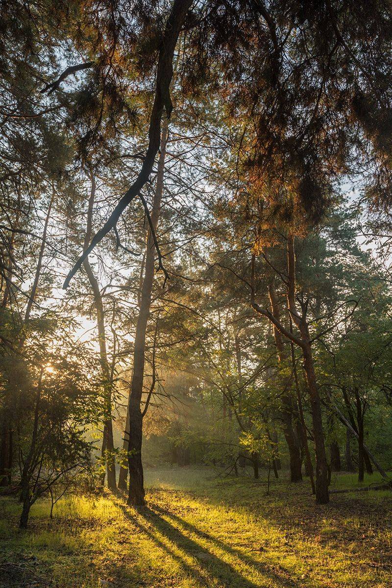 , Илья Михеев