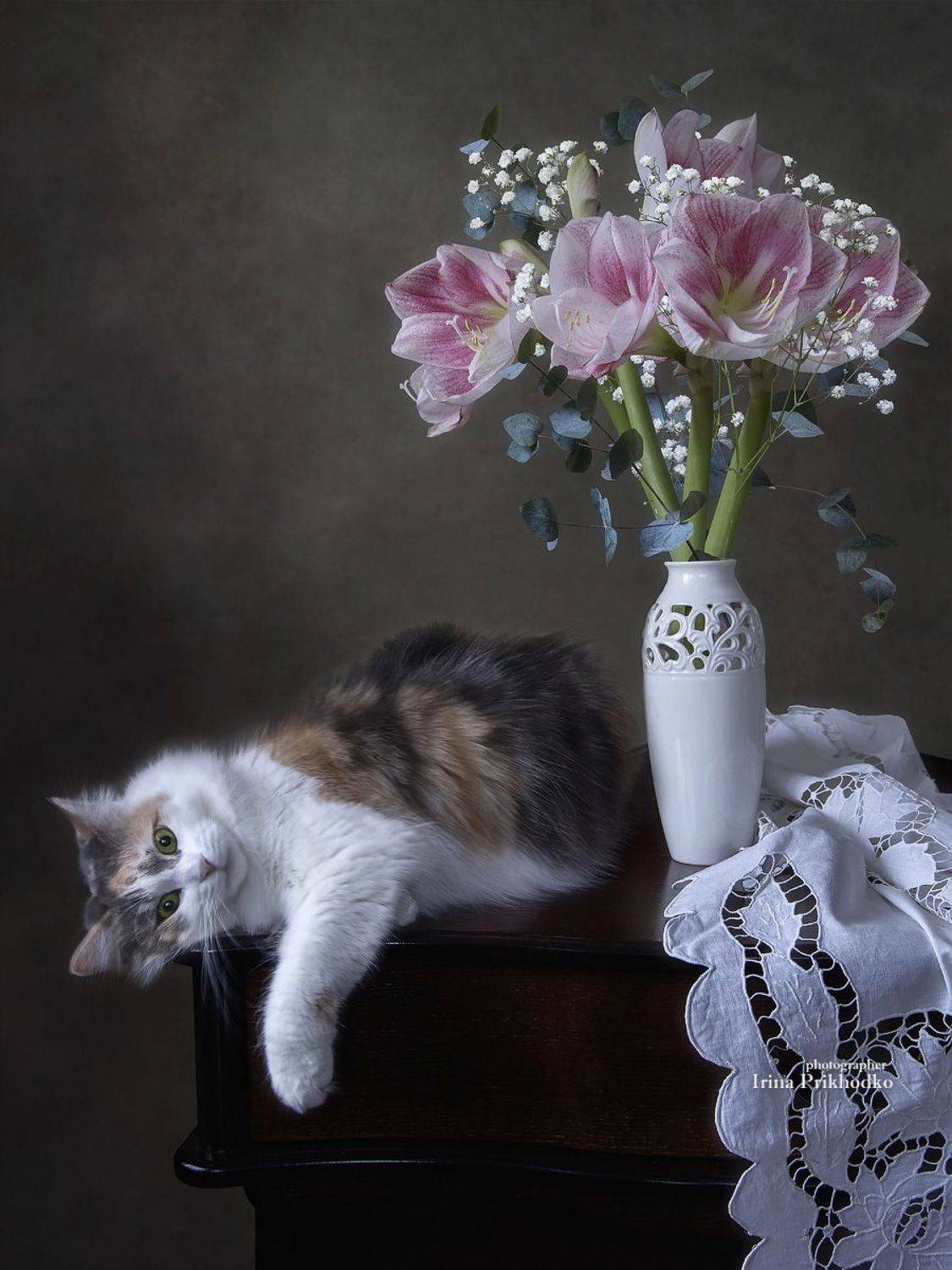 натюрморт, постановочное фото, букеты, цветы, амариллис, кошки, домашние животные, , Приходько Ирина