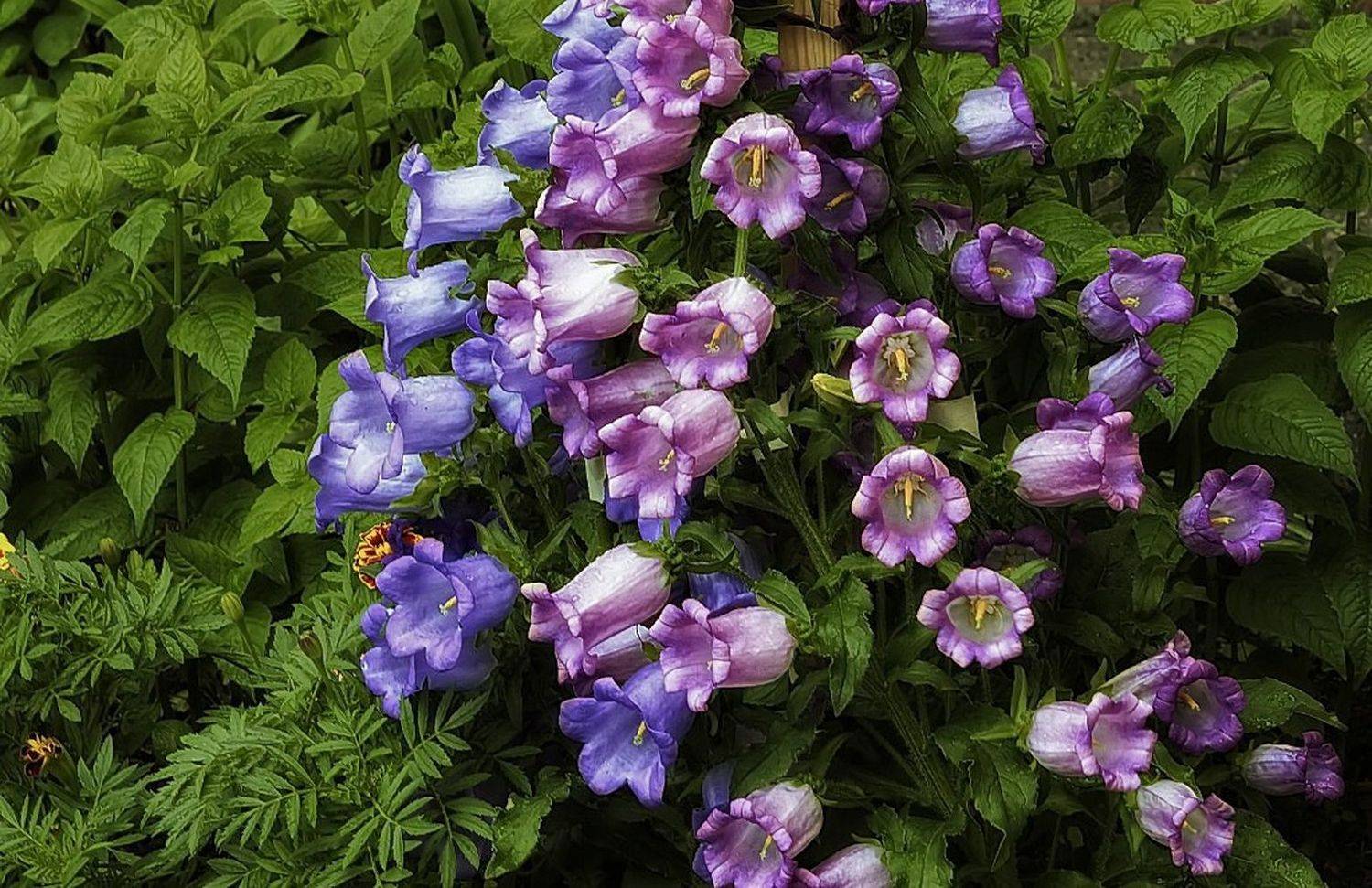 , Сергей Клапишевский