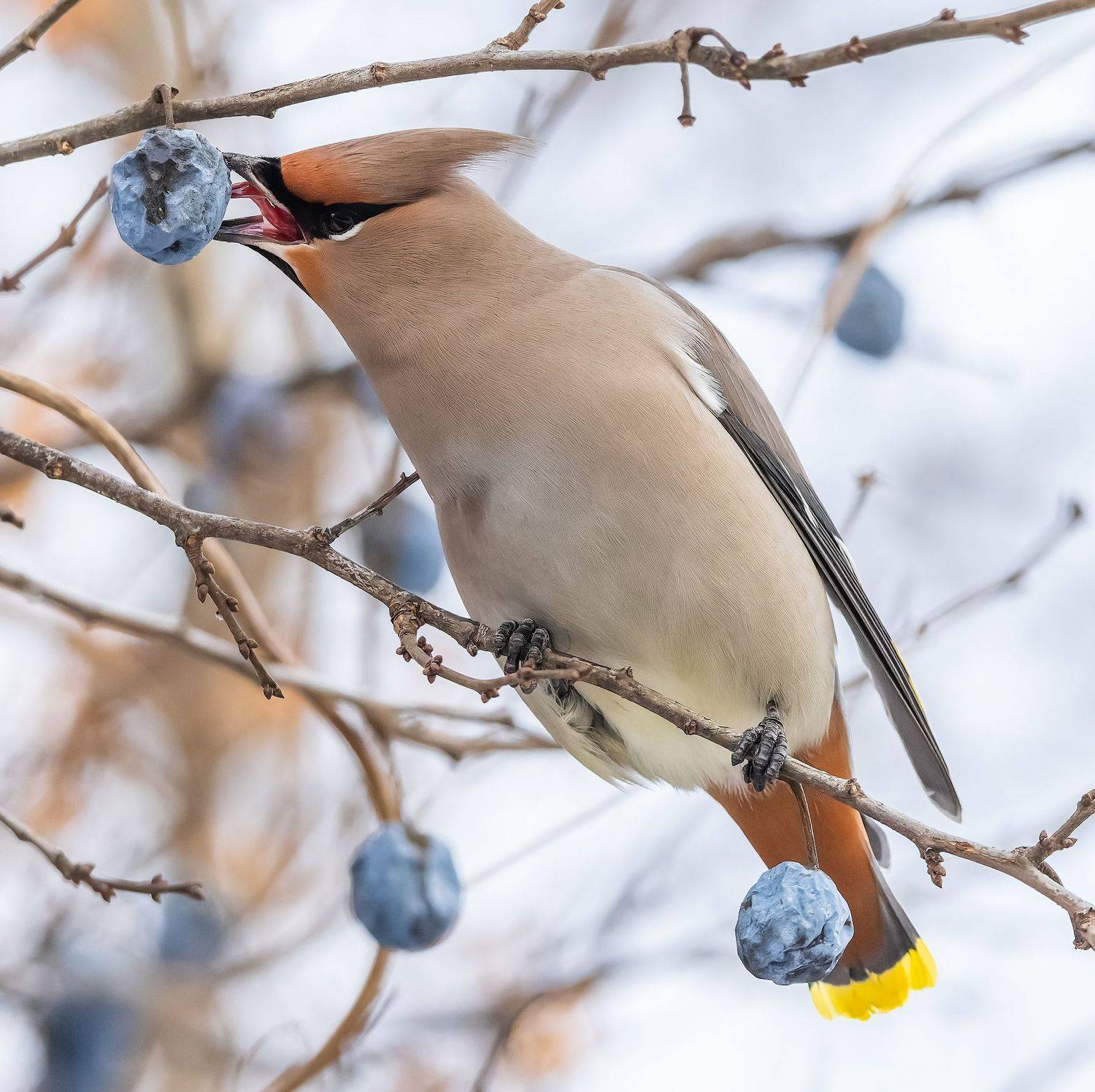 , Дэм Константин