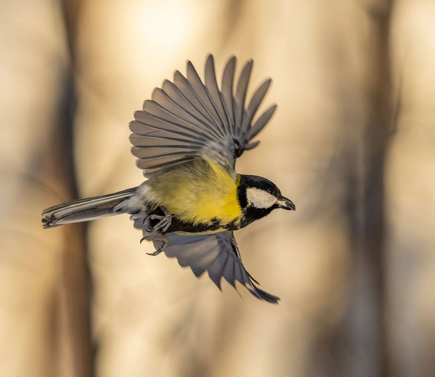 , Дэм Константин