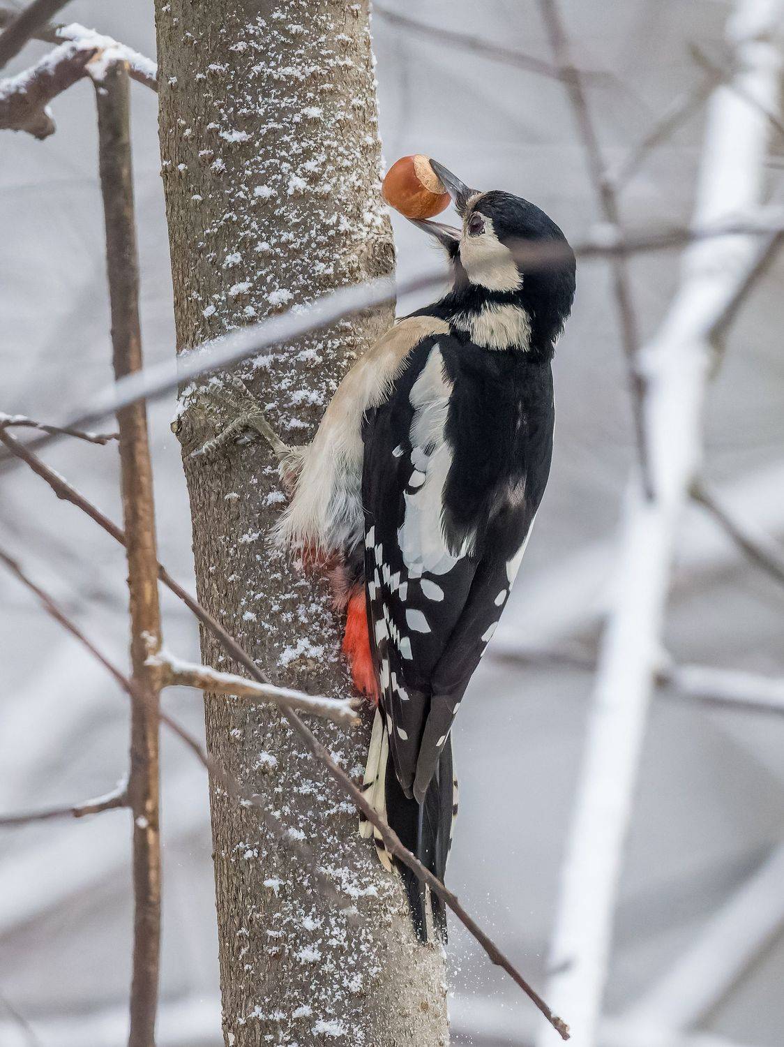 , Дэм Константин
