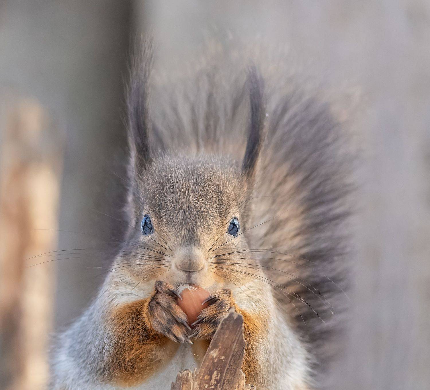 , Дэм Константин