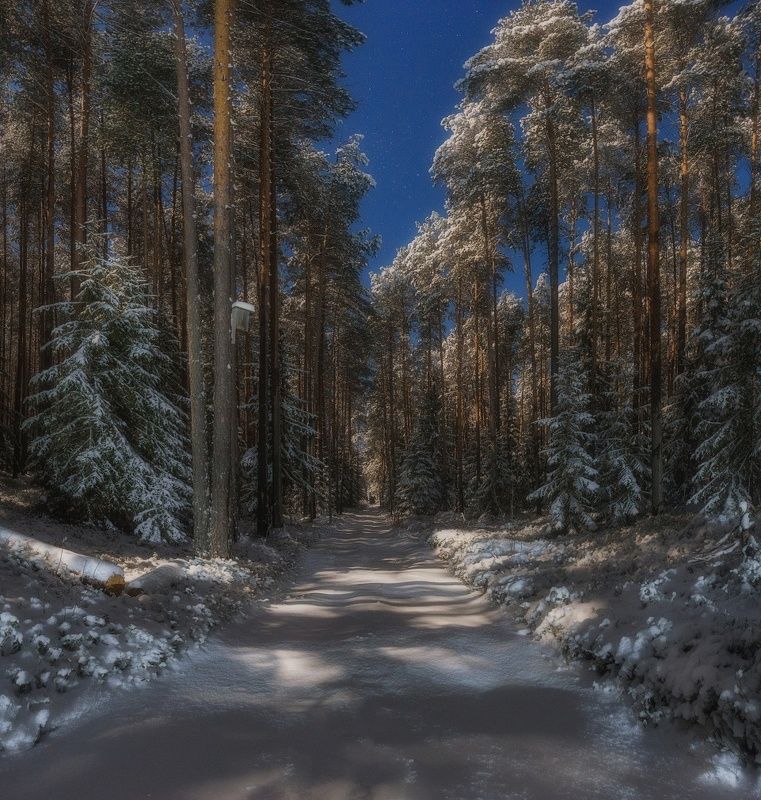 Лунная ночь в лесу фото превью