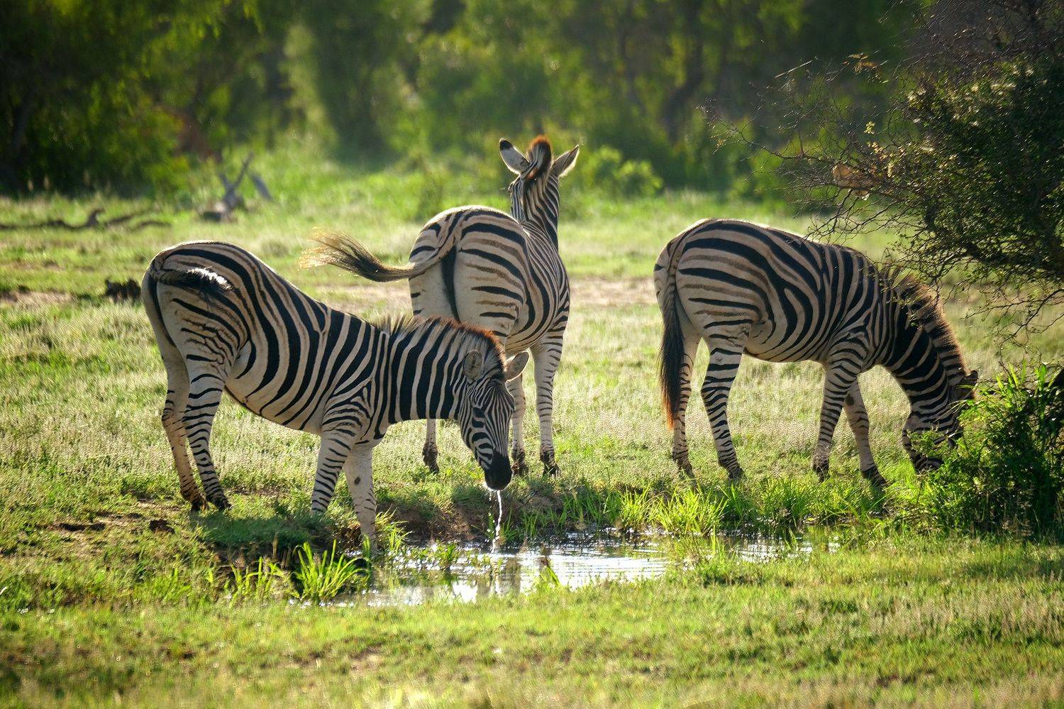 , Худзинская Ирина