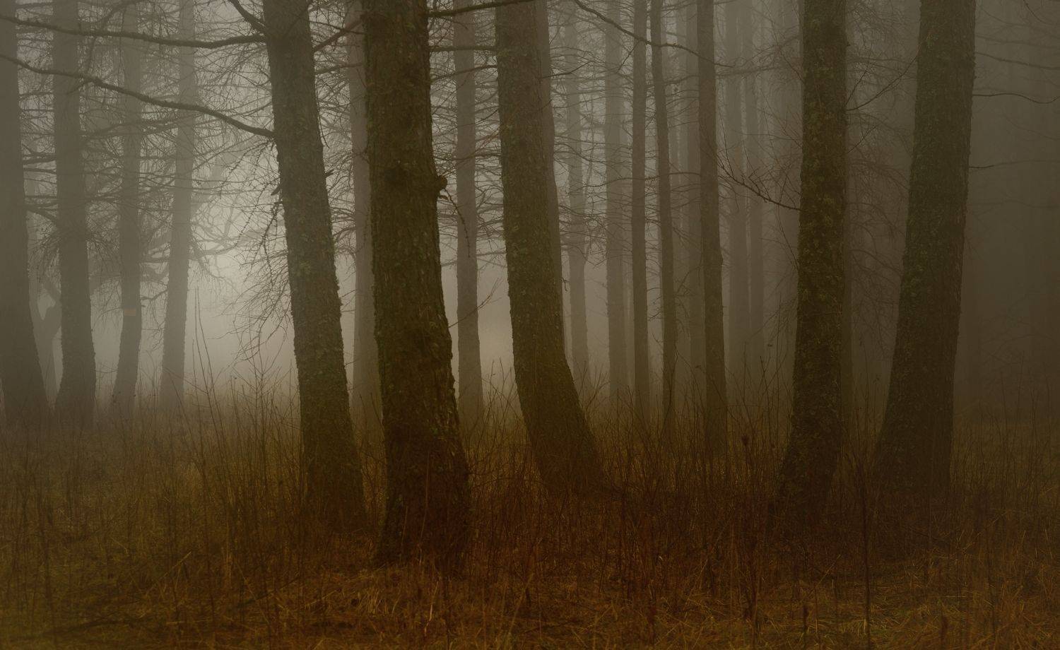 осень листва утро лес туман, Александр Жарников