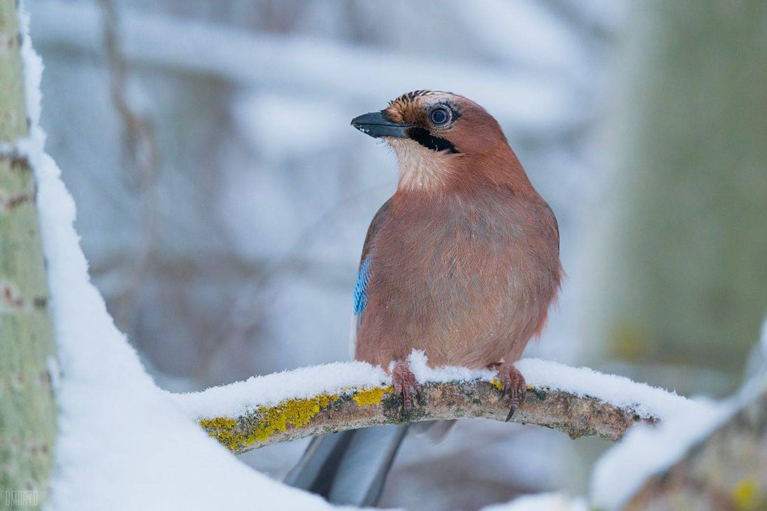 сойка, снег, зима, птица,, Дмитрий Доронин