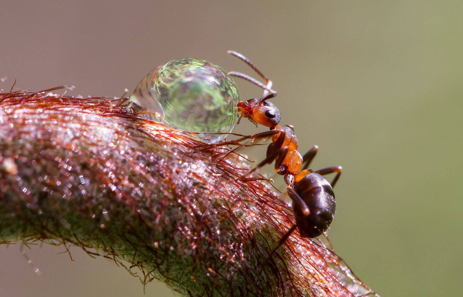 , Andrey Pristyazhnyuk