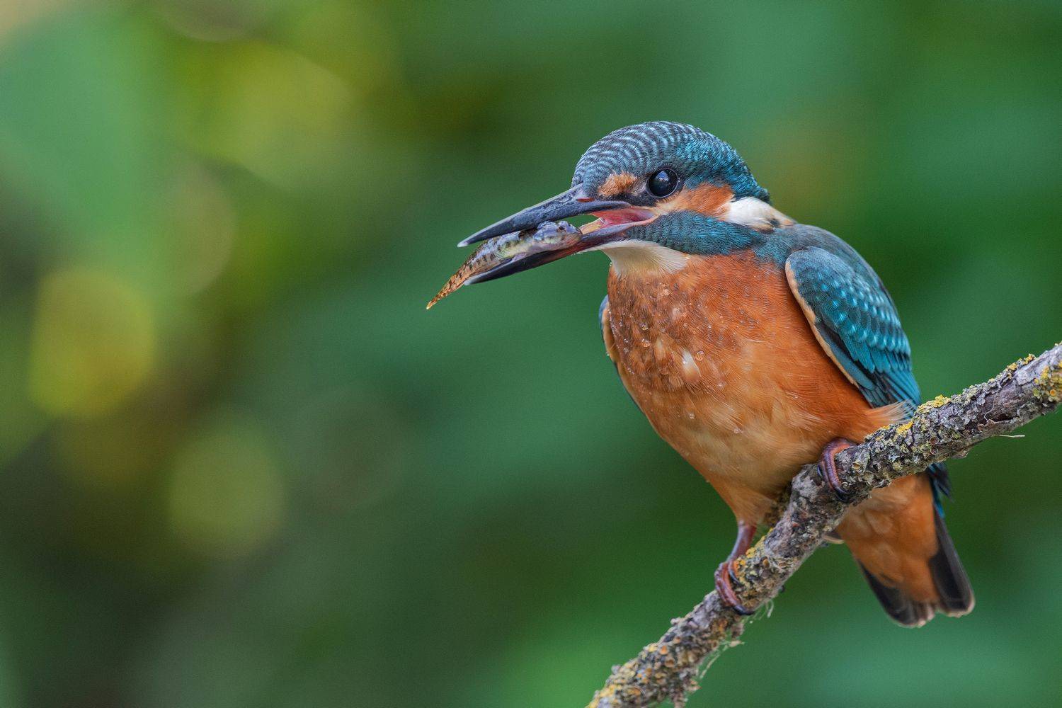 птица, птенцы, зимородок, лето, весна, фотоохота, Руслан Сигушин