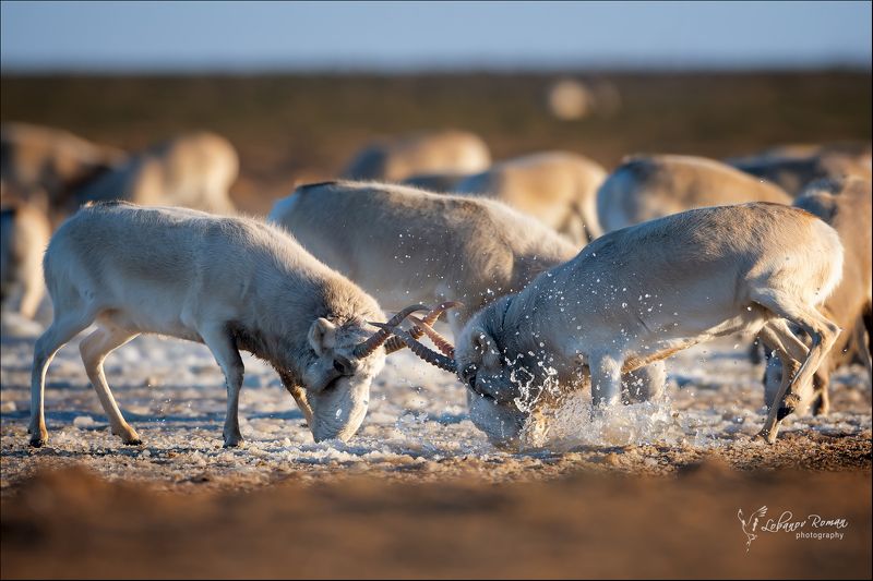 * * * фото превью