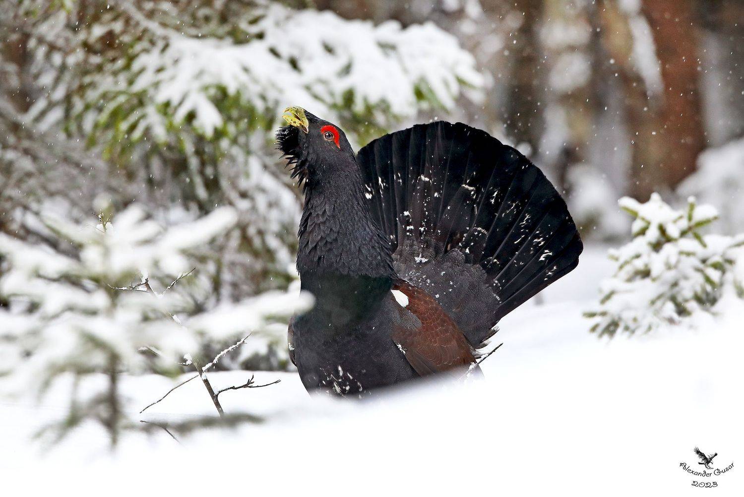 глухарь, Александр Гусар