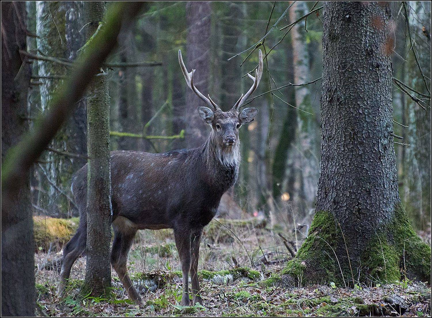 москва, осень, лосиный остров, пятнистый олень, АНАТОЛИЙ ДОВЫДЕНКО