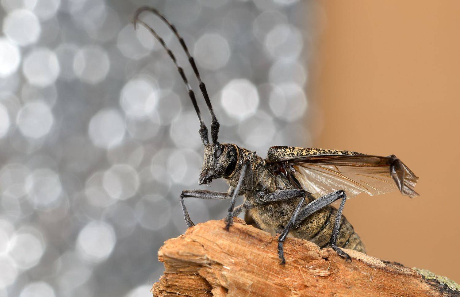 усач чёрный еловый, monochamus sutor, усачи, cerambycidae, жук, орёл, Павел Черенков