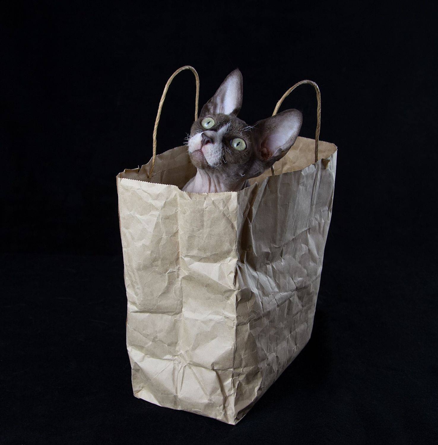 кот, сфинкс, канадский сфинкс, Феденкова Татьяна