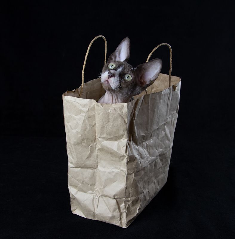 кот, сфинкс, канадский сфинкс Подарок:) фото превью