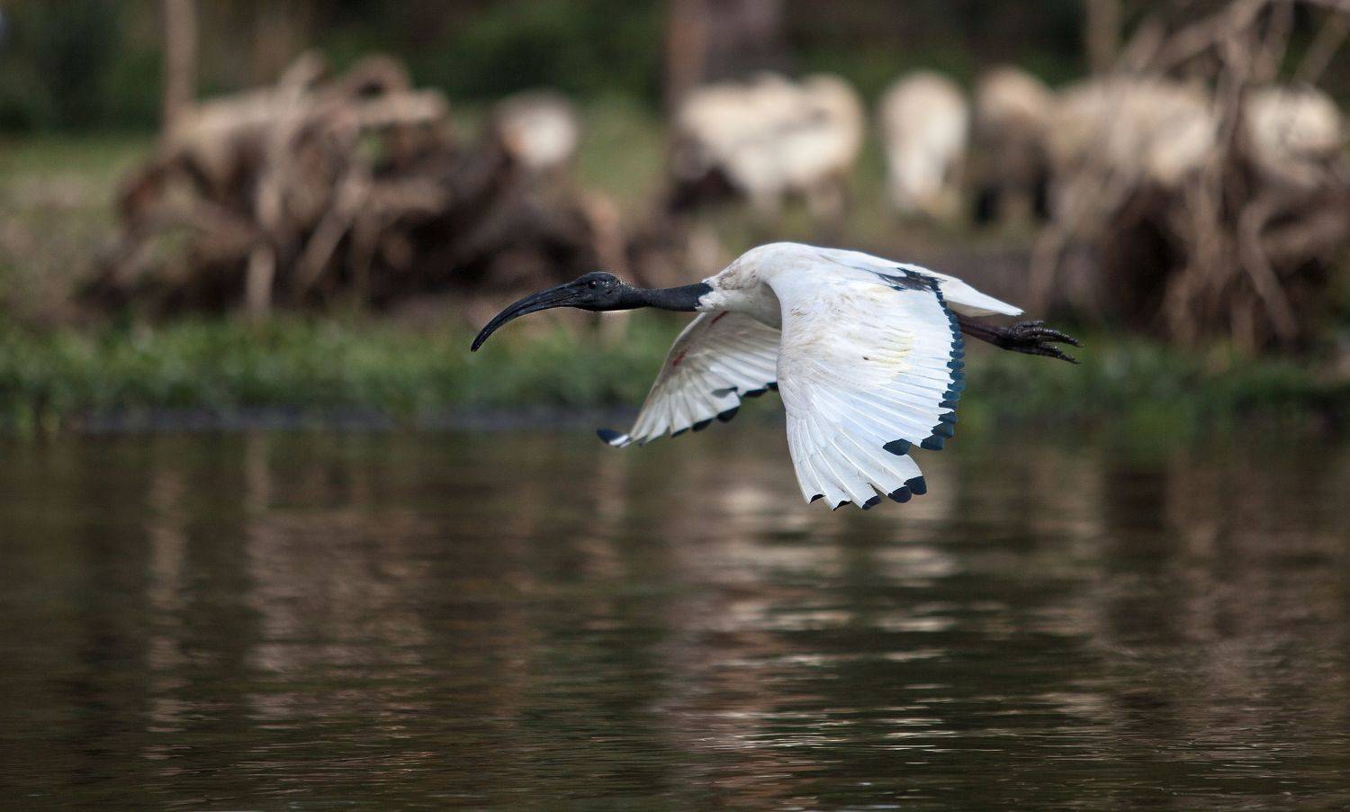 Ibis Kenya Naivasha lake, Lilia Tkachenko