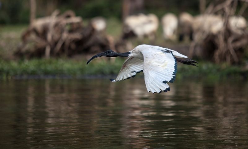 Ibis Kenya Naivasha lake Ibis фото превью