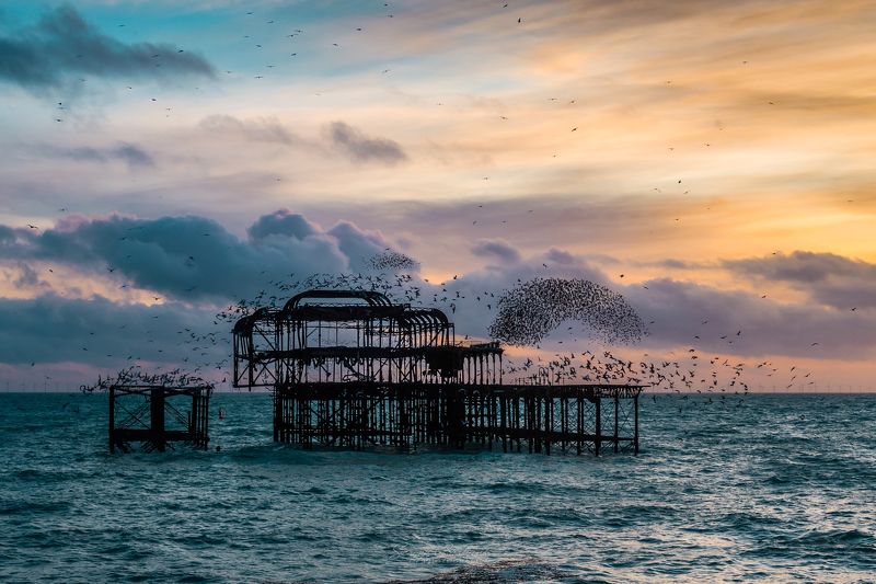 #birds, #pier, #brighton, #sunset Birds... фото превью
