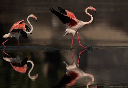 Greater Flamingos