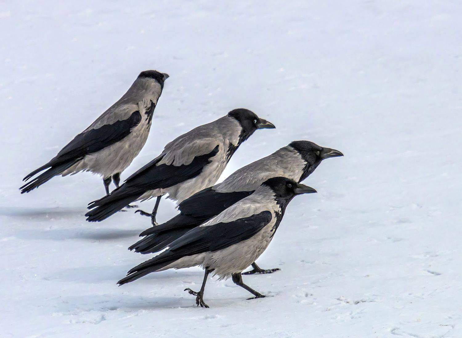 , Виктор Волынский