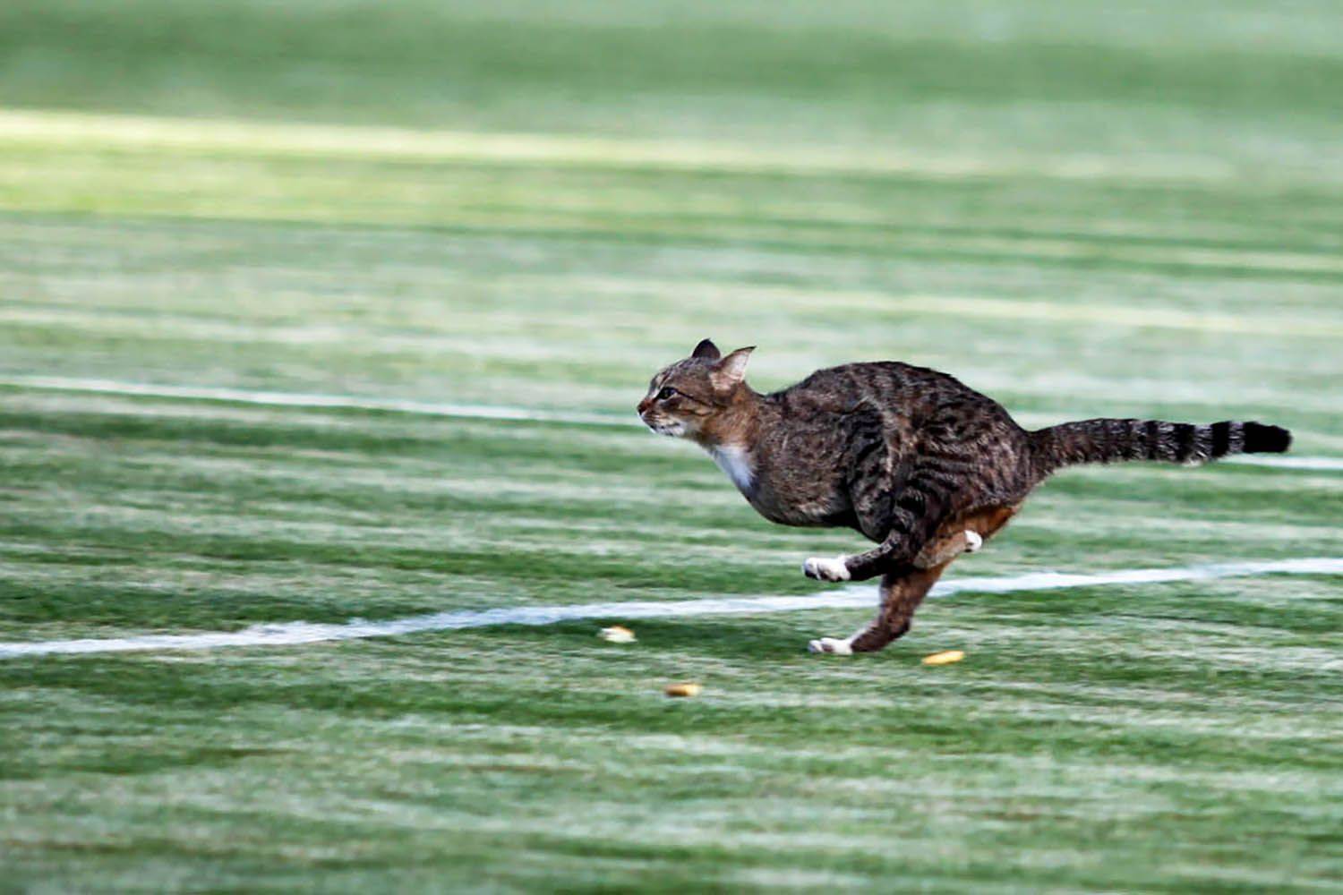 , mehdi karimi souderjani