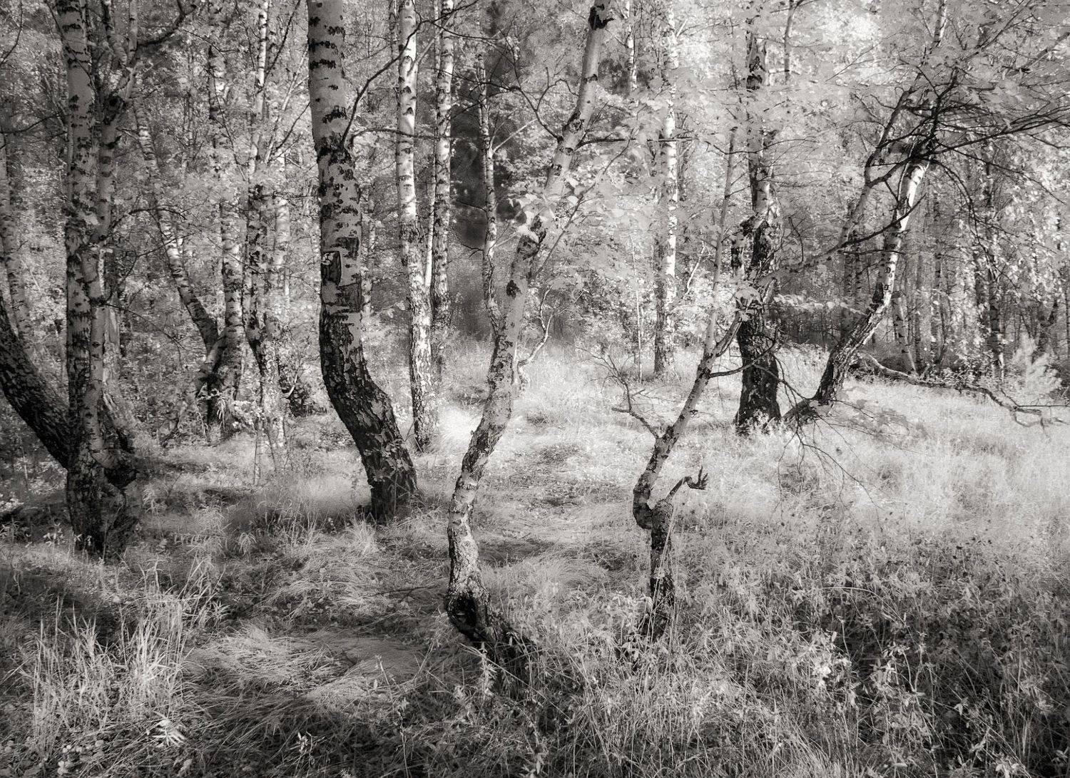 ,  Гобова Наталья