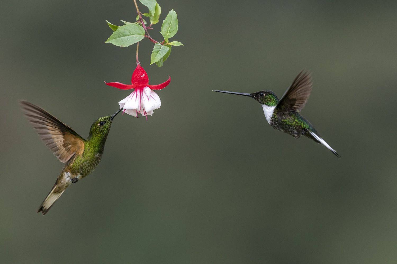 , Burgalin Sequeira Fernando