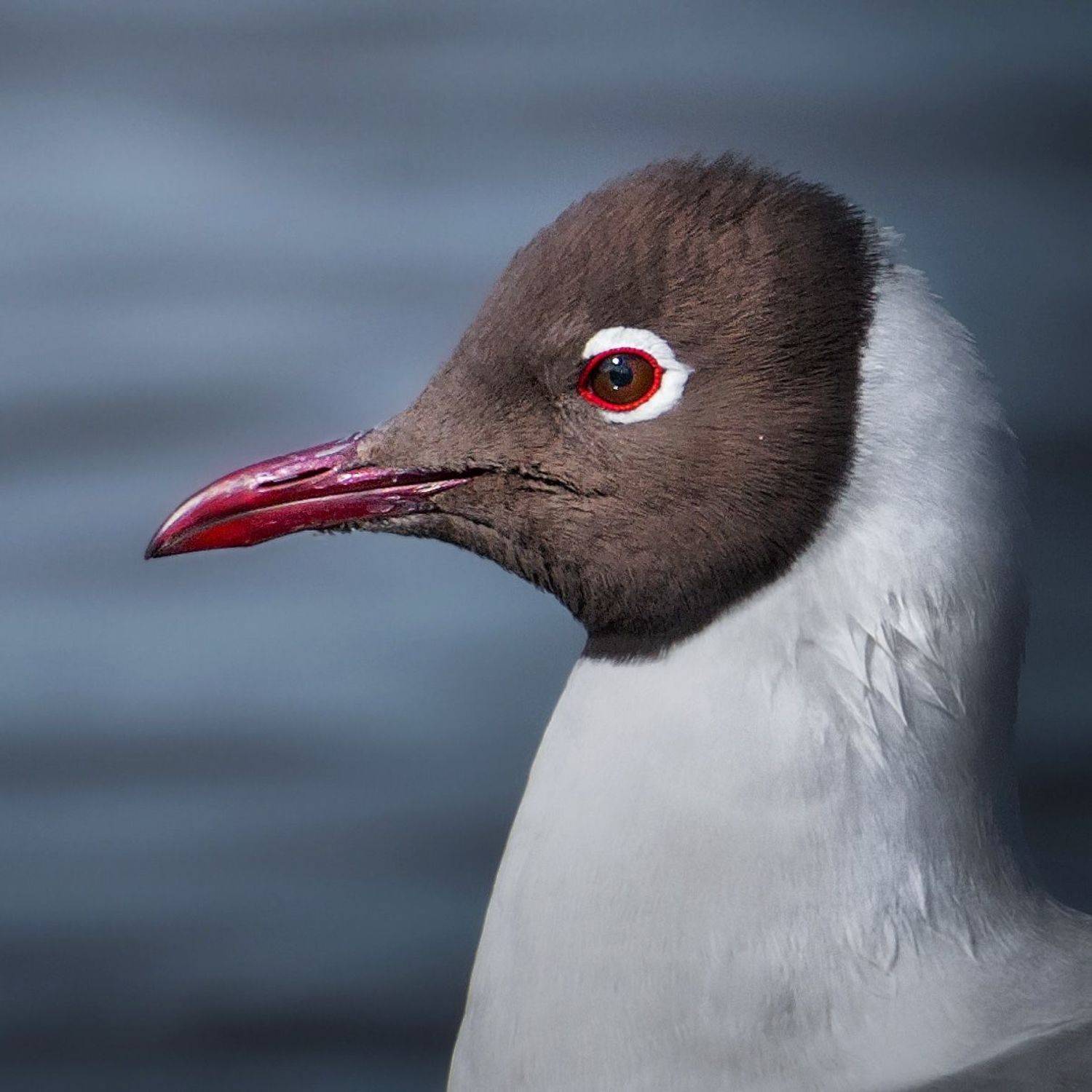 птицы России, птицы Москвы, фотоохота, наблюдение за птицами, птица, птицы, орнитология, nikon, birding, birdwatching, bird freak, Никон Александр