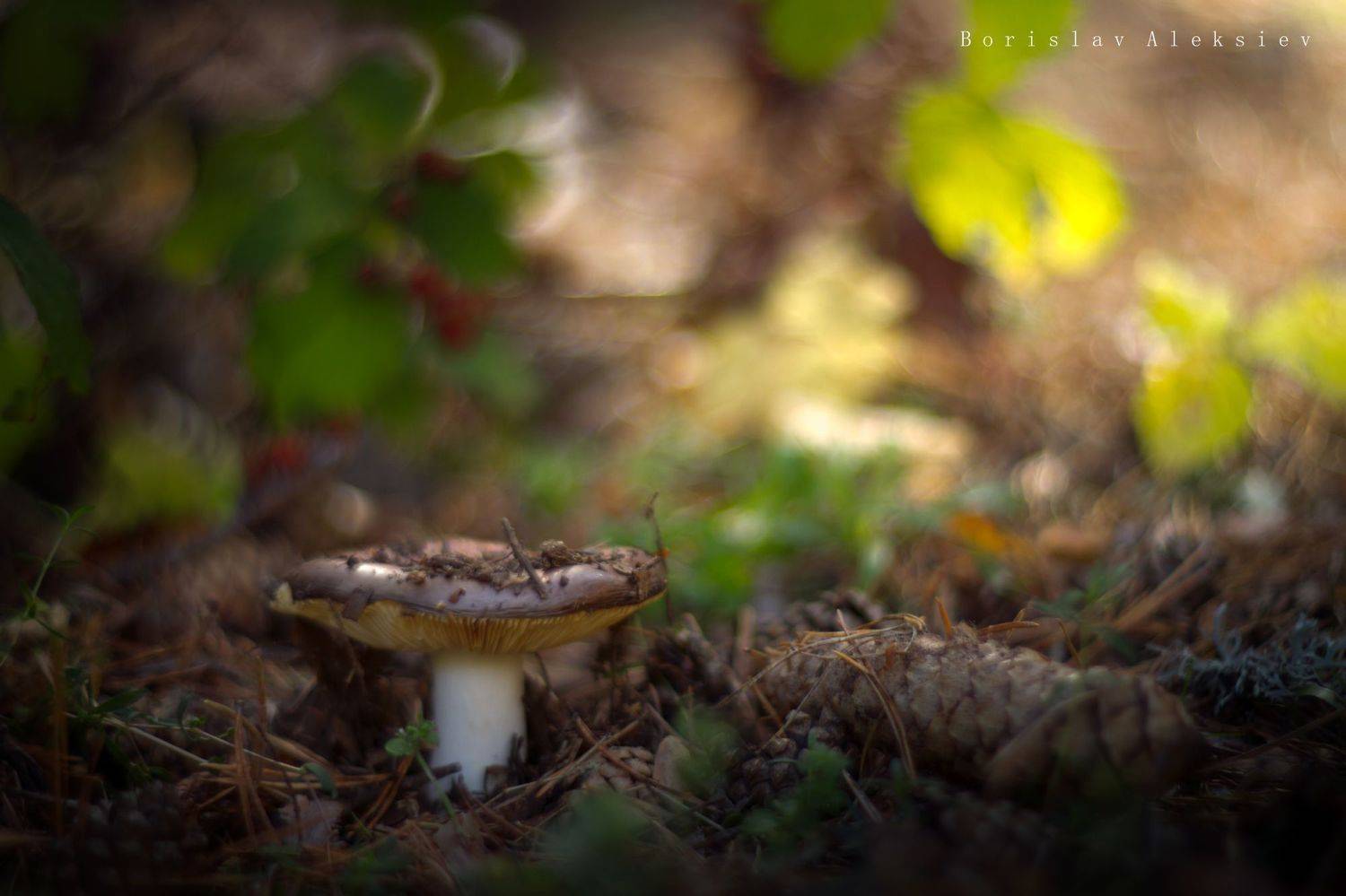 green,plant,exterior,light,dark,bokeh,mushroom, Борислав Алексиев