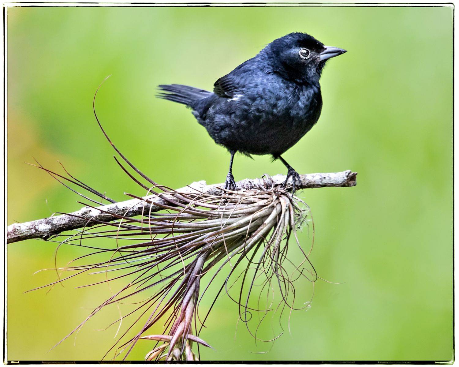 birds, aves, mata atlantica, brasil, passaros,, Joao R Cortez