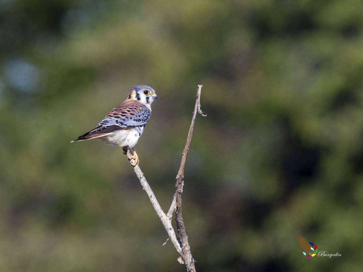 , Burgalin Sequeira Fernando