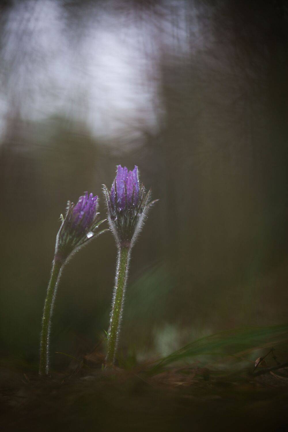 , Викулов Николай