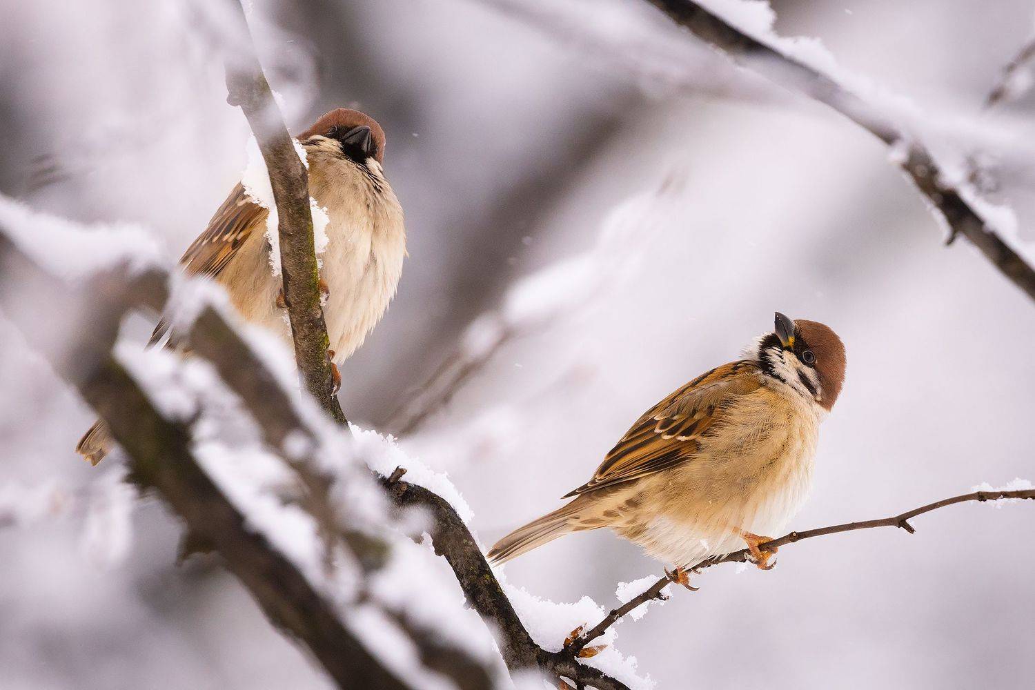 , Robert Adamec